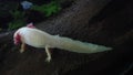 Axolotl, White Mexican Salamander or Ambystoma mexicanum f. leucistic Royalty Free Stock Photo